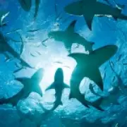 Cocaine Sharks Terrorize Caribbean Tourists in Disturbing Marine Study