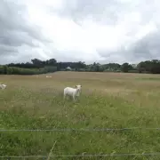 Controversial 46,000-Population New Town Plan for Enfield's Green Belt Sparks Local Backlash