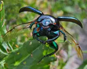 Country Diary 1911: The Lost Art of Listening to a Beetle's Talk