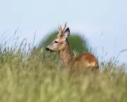 Country Diary: Roe Deer Thrive on Glorious Hillside Habitat