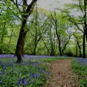 Discover London's Ancient Bluebell Woods: A 90-Minute Spring Walk Guide