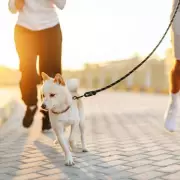 Dubai Expats Fleeing Missiles Warned Not to Abandon Pets Amid Shelter Crisis