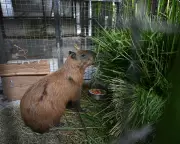 Eight Arrested for Brutal Attack on Capybara in Rio de Janeiro