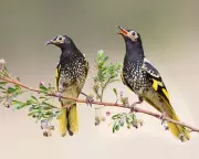 Endangered Regent Honeyeater's Lost Song Rediscovered Through Wild Tutors