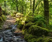 EU Court Fines Portugal for Failing to Protect Biodiversity