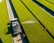Fungal Inoculation Boosts Pine Growth, Cuts Fertilizer Use in US Forestry
