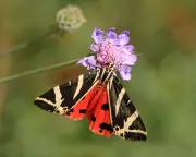 Gardeners Urged to Protect Caterpillars as UK Moth Populations Plummet