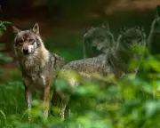 Germany Legalizes Wolf Hunting After Population Surge and Livestock Attacks