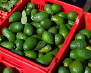 Global Food Crisis Looms as Iran War Disrupts Supply Chains and Fertilizer Costs Soar