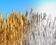 Global Food System on Brink of Collapse: Corporations Gamble with Our Survival