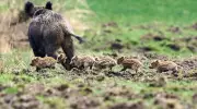 Global Wildlife Roundup: Boar Shopping Sprees, Rhino Returns, and Slug Mascots