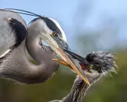 Global Wildlife Roundup: From Florida Herons to Parisian Caterpillars