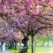 Greenwich Park Crowned London's Premier Cherry Blossom Destination