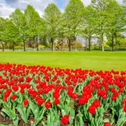 Hampton Court Tulip Festival Returns: Dates, Tickets, and Spring Blooms
