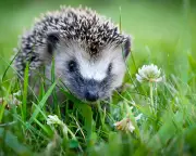 Harriet the Hedgehog: My Unforgettable Slug-Hunting Companion