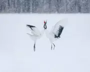 Haunting Monochrome: Elizabeth Sanjuan's Silent Snow Captures Hokkaido's White Wilderness