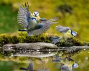 Hidden Garden Dangers Threaten Blue Tits and Other UK Birds