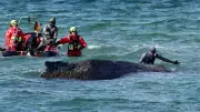 Humpback Whale Rescued After Days Stranded on German Baltic Coast