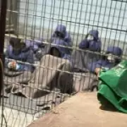 Israeli Soldiers Cleared in Sde Teiman Prison Abuse Case, Sparking Outrage