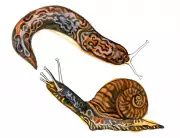 Kids' Nature Quiz: Snails vs. Slugs and Whale Diets Explained