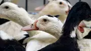 Lab-Grown Foie Gras and Chicken Undergo UK Safety Tests for Market Entry