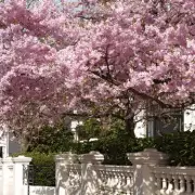 London's Secret Cherry Blossom Path Offers Japanese Spring Experience