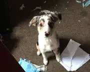 Luke the Blind Australian Shepherd: A Dog's Unconditional Love Saves Owner