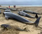 Mass Whale Stranding on Scottish Beach Sparks Urgent Rescue Efforts