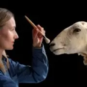 Morag the Cloned Sheep Goes on Display, Paving Way for Dolly's Legacy