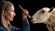 Morag the Sheep, Dolly's Cloned Predecessor, Takes Permanent Museum Display