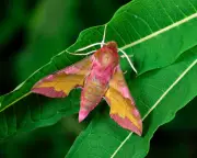 Moth-Watching May Protect Brain Health, New Research Suggests