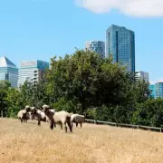 Mudchute Park and Farm Faces Rent Charge in 30-Year Lease Proposal