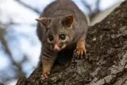 New Zealander's Passionate Dislike for Possums Sparks Cultural Debate