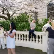 Notting Hill Residents Outraged as Influencers Invade Gardens for Cherry Blossom Selfies