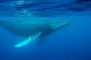 Oldest Whale Song Recording from 1949 Offers New Insights into Ocean Communication