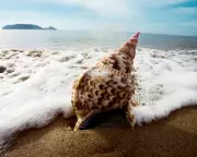 Oluwaseun Olayiwola's 'Strange Beach' Audiobook Review: A Poetic Debut