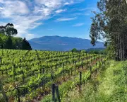 Portuguese White Wines Shine as Aperitif Favorites in the UK Market