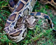 Python Molecule pTOS Could Lead to New Obesity Drugs, Study Finds