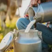 Raw Milk's Rising Popularity Clashes with Supermarket Ban Over Health Risks