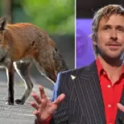 Ryan Gosling Champions London's Foxes as 'Cool as Hell' in BBC Radio 1 Interview