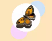 Save Britain's Gatekeeper Butterflies: Six Simple Steps for Conservation