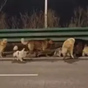 Seven Dogs Escape Meat Market, Embark on 20km Journey Home in China