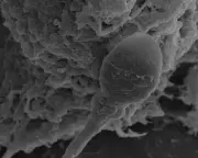 Space Sperm Get Lost: Microgravity Impairs Navigation, Study Reveals