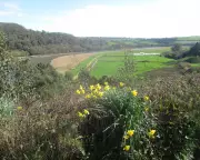 Spring Awakens in Tamar Valley: Daffodils and Chiffchaffs Herald New Season