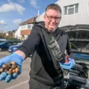 Squirrels Sabotage Cars by Stashing Acorns in Engine Pipes in Petersfield