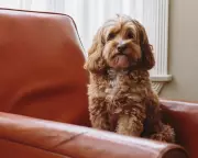 Study Reveals Cockapoos, Cavapoos Show More Behavioural Issues Than Pure Breeds