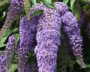 Tame Your Butterfly Bush: The Essential Guide to Pruning Buddleja Now
