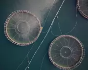 Tasmania Bans Florfenicol in Salmon Farms to Combat Antibiotic Resistance