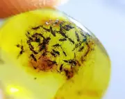 Taxonomist Shortage Threatens Species Identification and Conservation