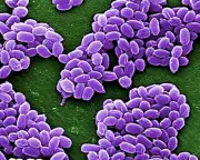 Taxonomy: The Unsung Hero of Science Deserves Greater Recognition